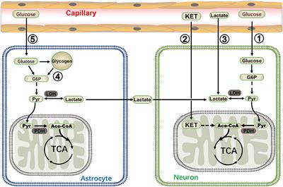 Metabolic Control of Epilepsy: A Promising Therapeutic Target for Epilepsy